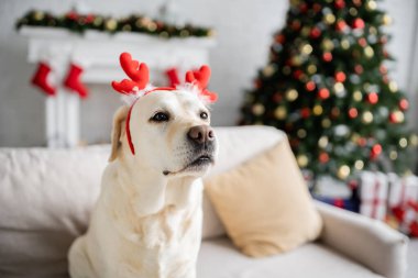 Labrador köpeği ve yılbaşı bandı evdeki bulanık koltukta oturuyor. 