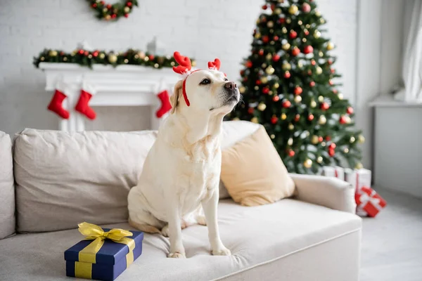 Labrador Opaską Świąteczną Siedzi Obok Pudełka Kanapie Domu — Zdjęcie stockowe