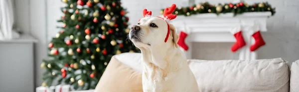 Labrador Com Headband Natal Sentado Sofá Casa Banner — Fotografia de Stock