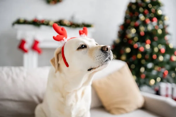 Labrador Vánoční Čelenkou Dívá Pryč Rozmazané Gauč Obývacím Pokoji — Stock fotografie