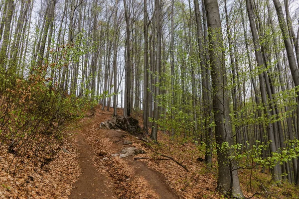 Dirty road near trees in mountain — стоковое фото