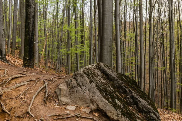Large stone and wooden roots on ground in mountain forest — Stock Photo