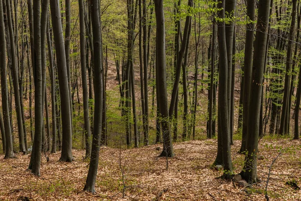Alberi in collina nella foresta di montagna in primavera — Foto stock