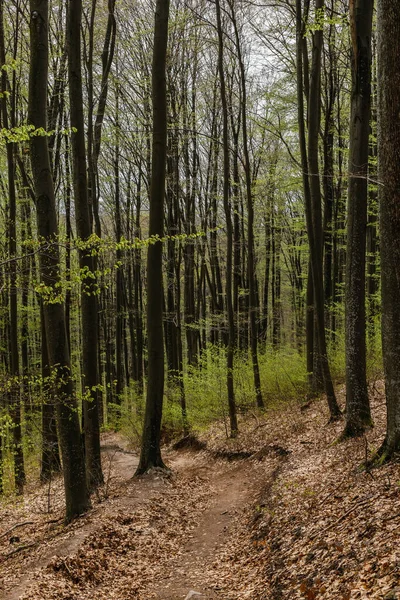 Path between trees on hill in mountain forest — Photo de stock