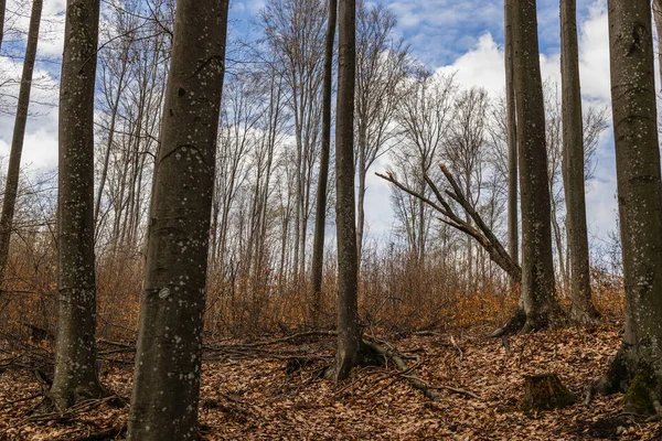 Trees on mountain hill and sky at background in autumn — Photo de stock