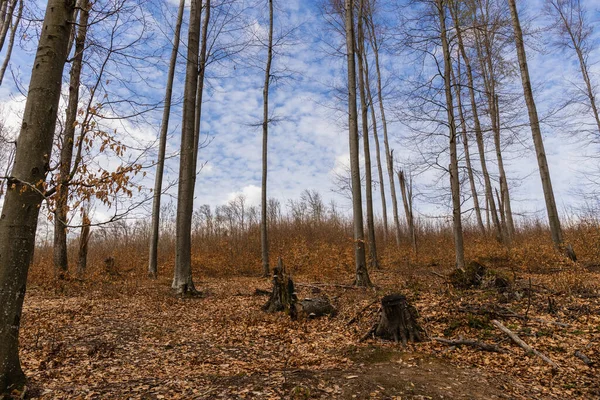 Folhas secas caídas no chão na floresta de montanha — Fotografia de Stock