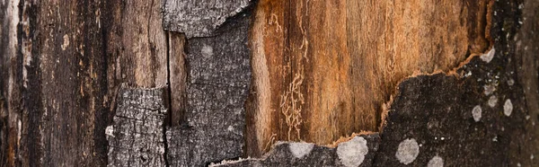 Vue rapprochée de l'écorce texturée de l'arbre, bannière — Photo de stock