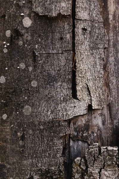 Close up view of grey bark of tree — Photo de stock