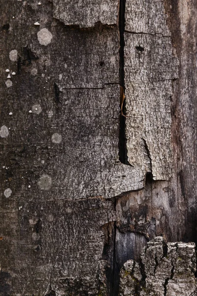 Close up view of grey bark of tree — Stock Photo