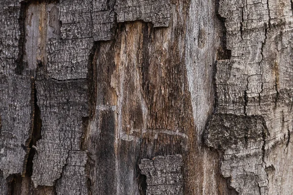 Close up view of bark on tree trunk — Stock Photo