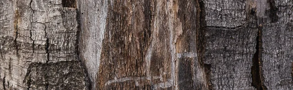 Закрыть вид на ствол дерева, баннер — стоковое фото