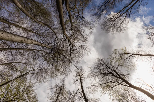 Bottom view of trees and sky in forest — Photo de stock