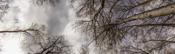 Vue du bas des arbres et ciel nuageux en forêt, bannière — Photo de stock