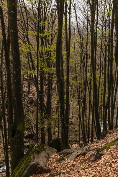 Large stones and trees on hill in mountain forest - foto de stock