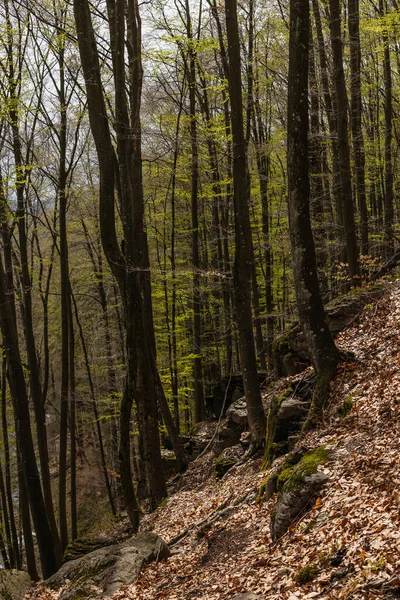 Fallen leaves and stones on hill in mountain forest - foto de stock