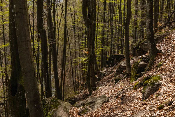 Vista panorámica de piedras y hojas caídas en la colina en el bosque - foto de stock