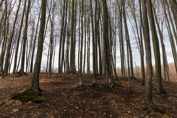 Дерева на пагорбі з небом на фоні гірського лісу — стокове фото