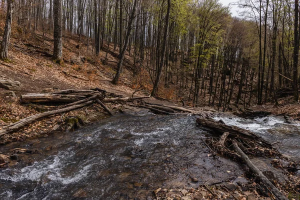 Mountain creek near trees in forest — стоковое фото