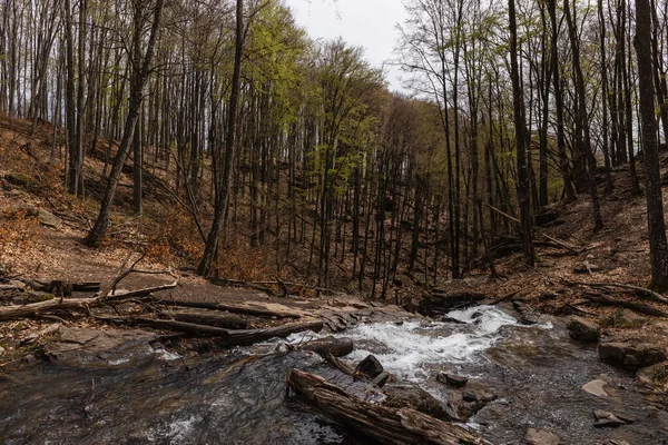 Árboles y río en el bosque de montaña en otoño - foto de stock