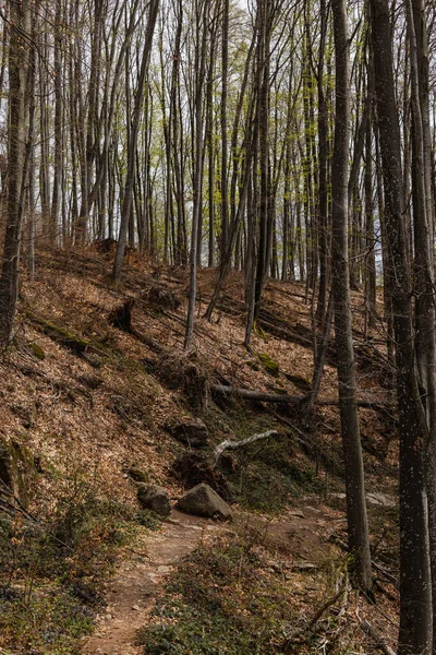 Caminho perto de árvores na colina na floresta de montanha — Fotografia de Stock