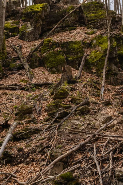 Pedras em musgo e folhas secas na floresta de montanha — Fotografia de Stock