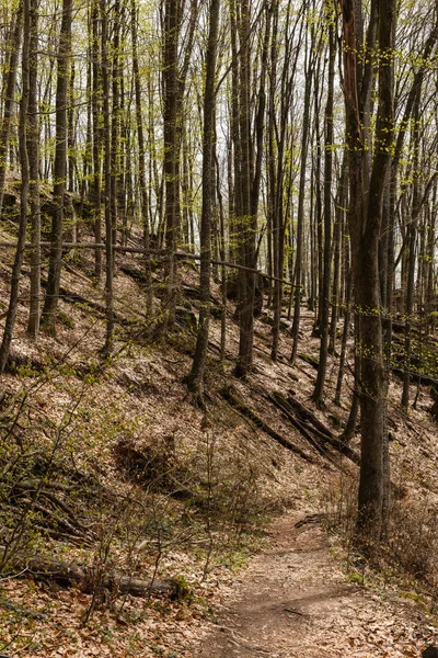 Trail between woods in forest in spring — Photo de stock