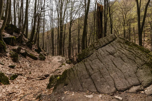 Великі камені біля стежки і сухе листя в гірському лісі — стокове фото