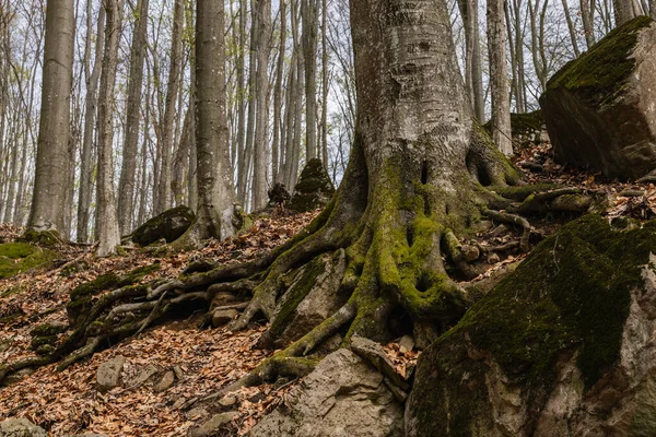 Mousse sur le tronc d'arbre près des feuilles sèches dans la forêt — Photo de stock