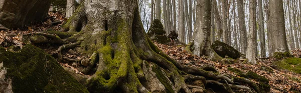 Tree trunk with moss in autumn forest, banner — Photo de stock