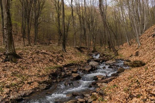 Річка і камені біля опалого листя в гірському лісі — стокове фото