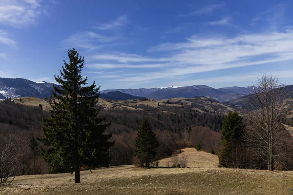 Arbres à feuilles persistantes sur pelouse avec montagnes et ciel en arrière-plan — Photo de stock