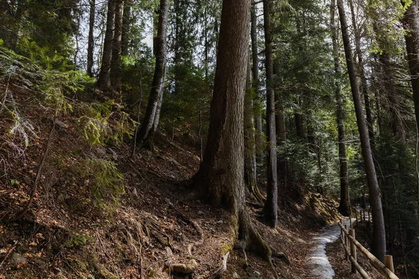 Épinettes sur une colline près du sentier en montagne — Photo de stock