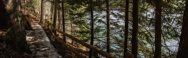 Trail with snow near fence in evergreen forest, banner — стоковое фото