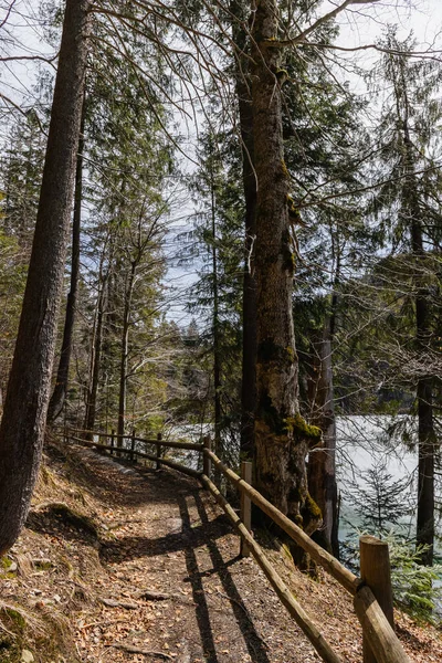 Arbres à feuilles persistantes près d'une passerelle en forêt — Photo de stock