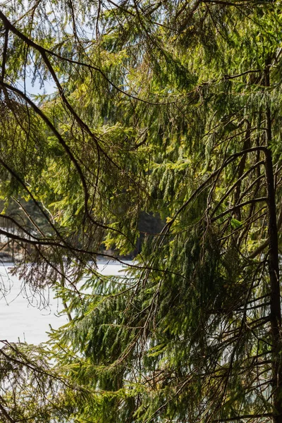 Evergreen trees near lake in forest — Photo de stock