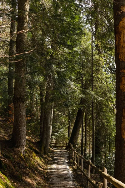 Passerelle avec clôture en bois entre les épinettes dans la forêt — Photo de stock