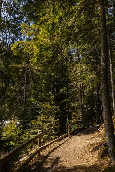 Прогулянка і паркан з сонячним світлом у вічнозеленому лісі — стокове фото