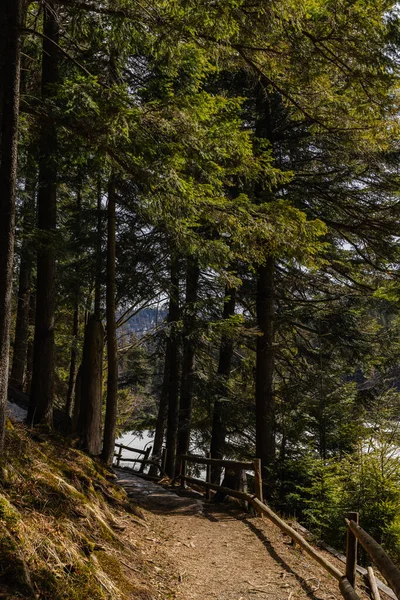 Evergreen trees and walkway with fence in spring forest — Photo de stock