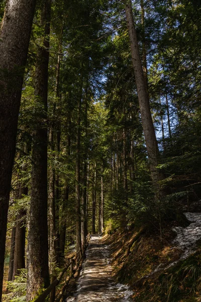 Tall spruce trees near walkway in forest in spring - foto de stock
