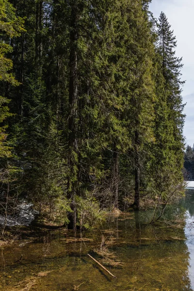 Pine trees on shore of lake in forest — Photo de stock