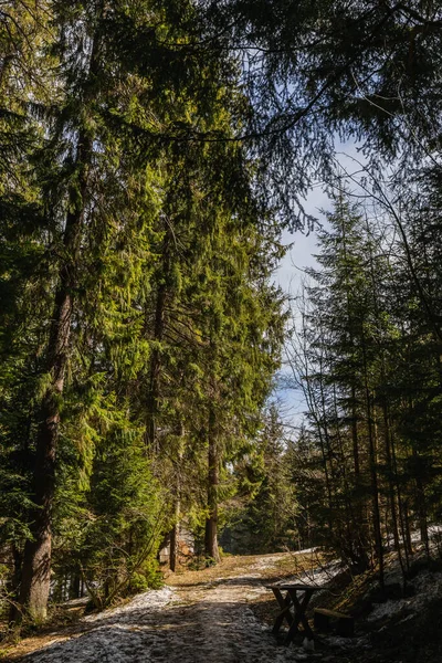 Floresta de abeto com neve no chão na primavera — Fotografia de Stock