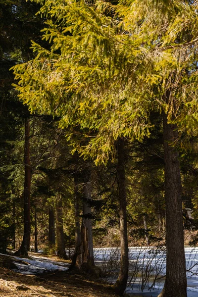 Fir trees near frozen lake with ice in forest — Photo de stock