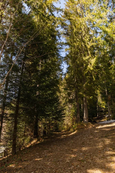 Walkway between fir trees in forest — стоковое фото