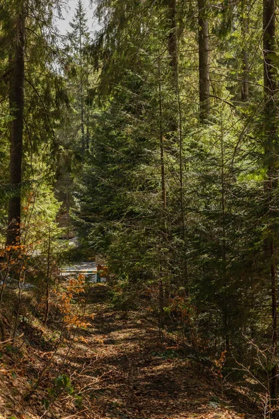 Wanderweg im immergrünen Wald im Frühling — Stockfoto