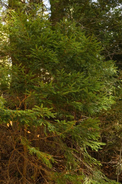 Arbres à feuillage persistant en forêt le jour — Photo de stock