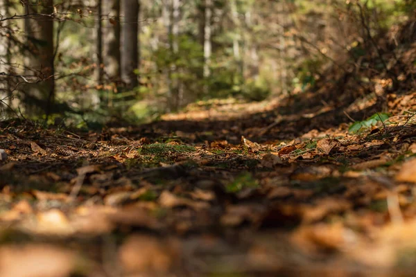 Feuilles sèches au sol en forêt — Photo de stock