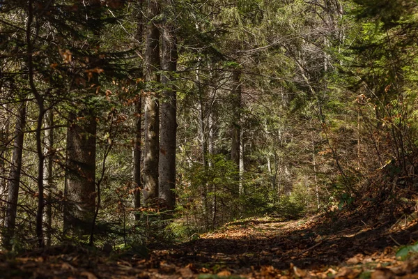 Sunlight on ground in spruce forest — стоковое фото