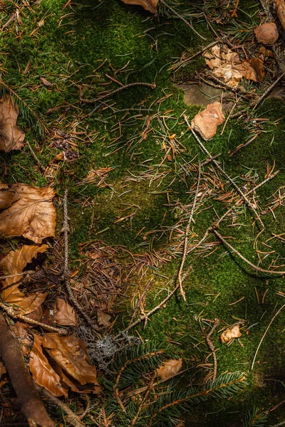 Vista superior de hojas secas y musgo en el suelo en el bosque - foto de stock