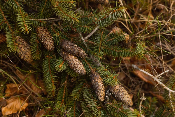 Cones no ramo de árvore sempre-verde na floresta — Fotografia de Stock