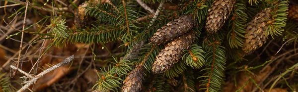 Cones on branch of spruce tree in forest, banner — Stock Photo